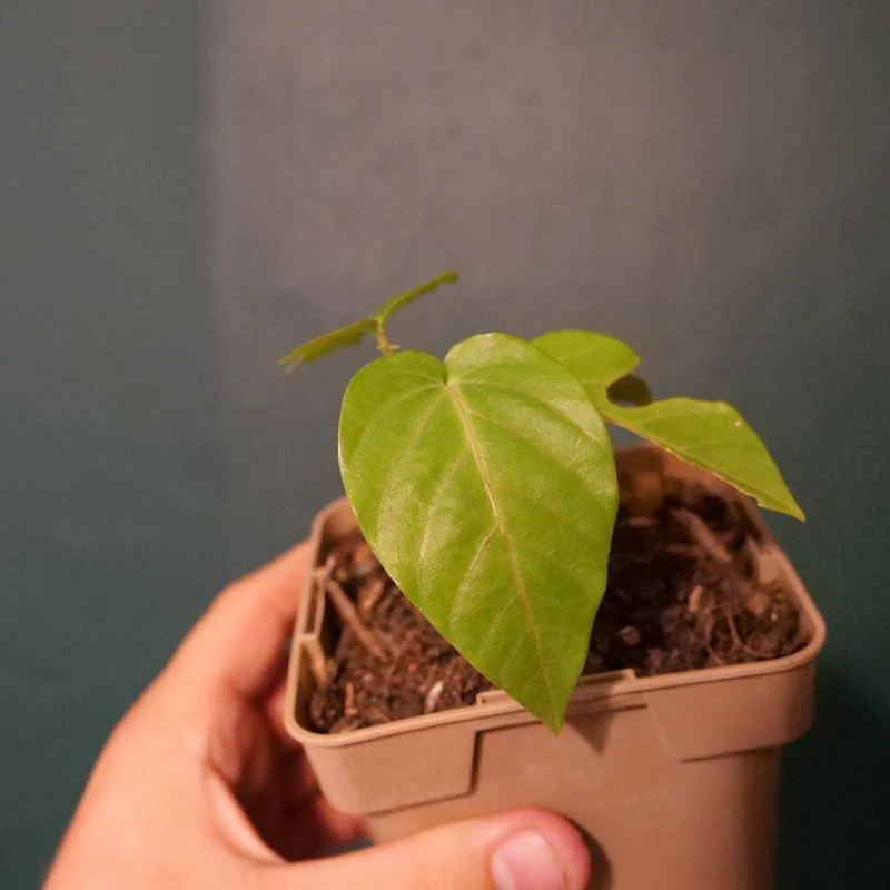 Fruit de la passion — Graines ou plant