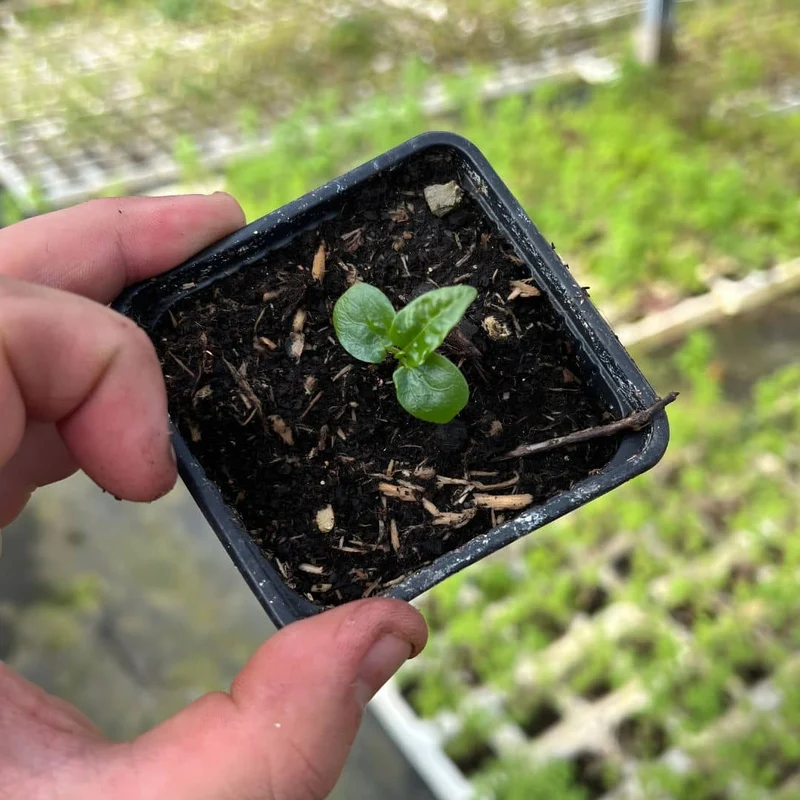 Fruit de la passion — Graines ou plant