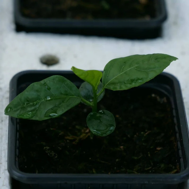 Fruit de la passion — Graines ou plant