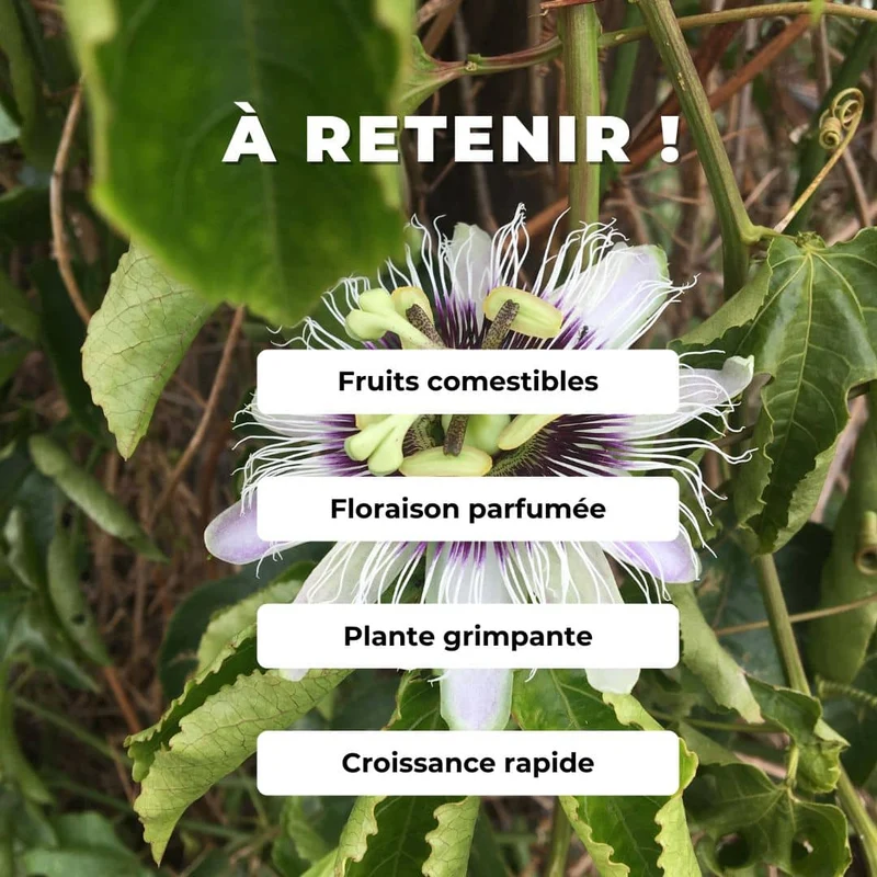 Fruit de la passion — Graines ou plant