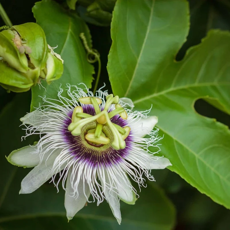 Fruit de la passion — Graines ou plant