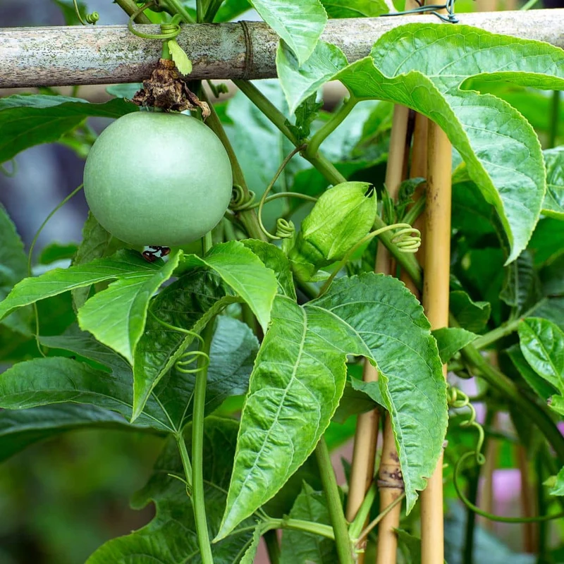 Fruit de la passion — Graines ou plant
