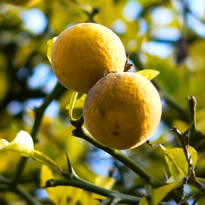 Citronnier épineux — Graines ou plant