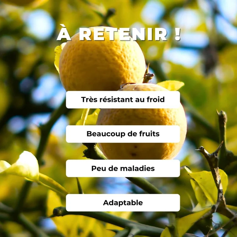 Citronnier épineux — Graines ou plant