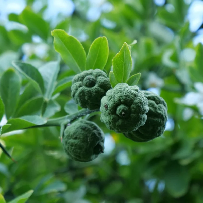 Citronnier épineux — Graines ou plant
