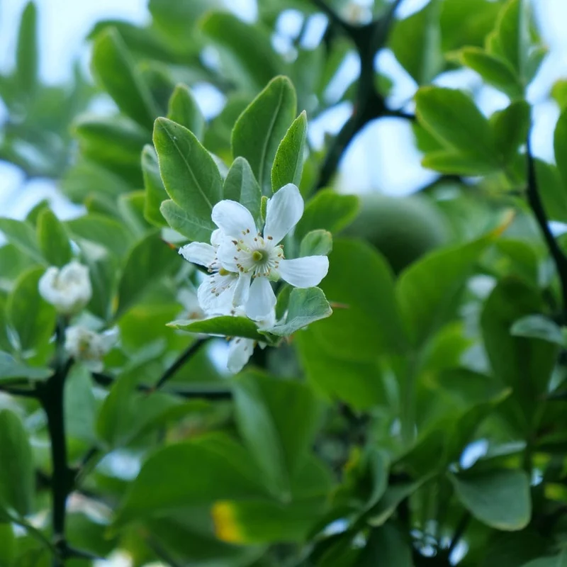 Citronnier épineux — Graines ou plant
