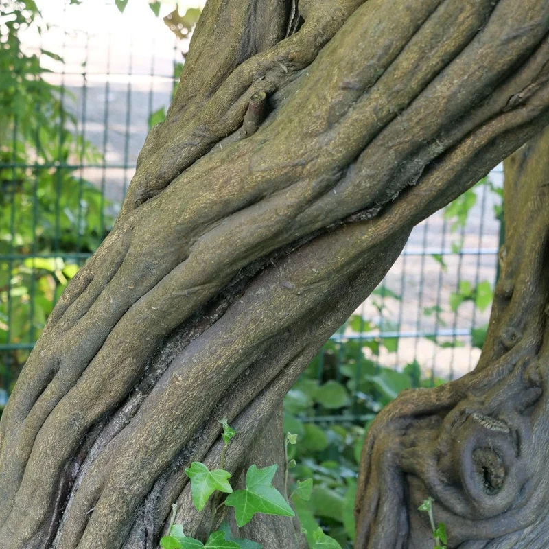 Citronnier épineux — Graines ou plant