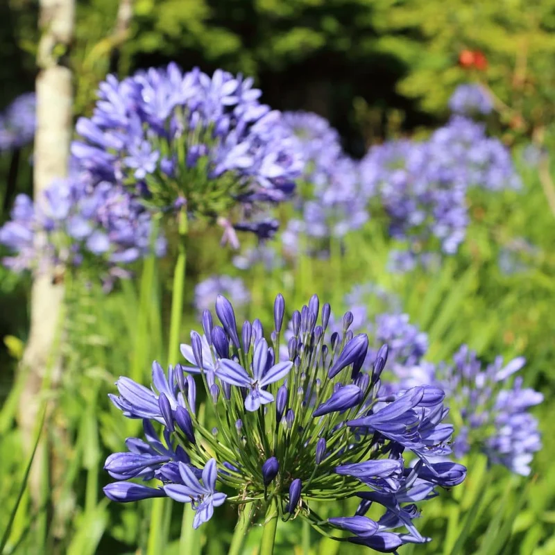 Agapanthe bleue — Graines