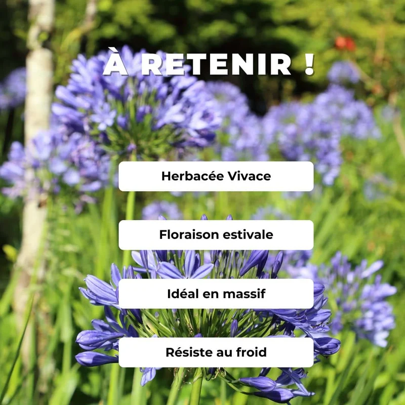 Agapanthe bleue — Graines