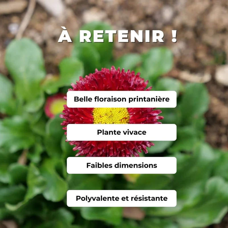 Pâquerette Pomponette en mélange — Graines