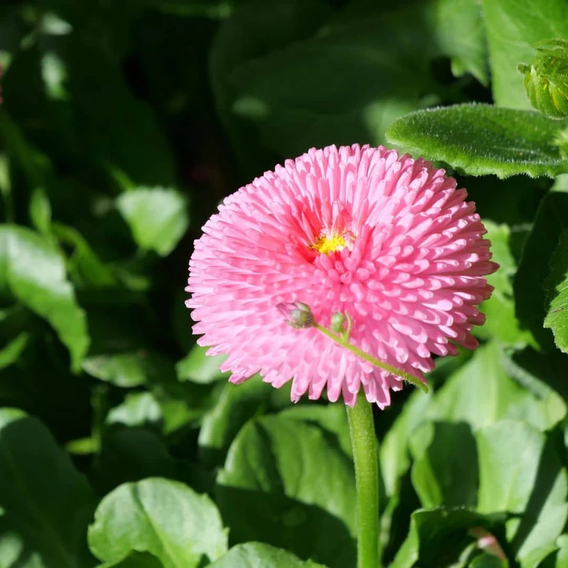 Pâquerette Pomponette en mélange — Graines
