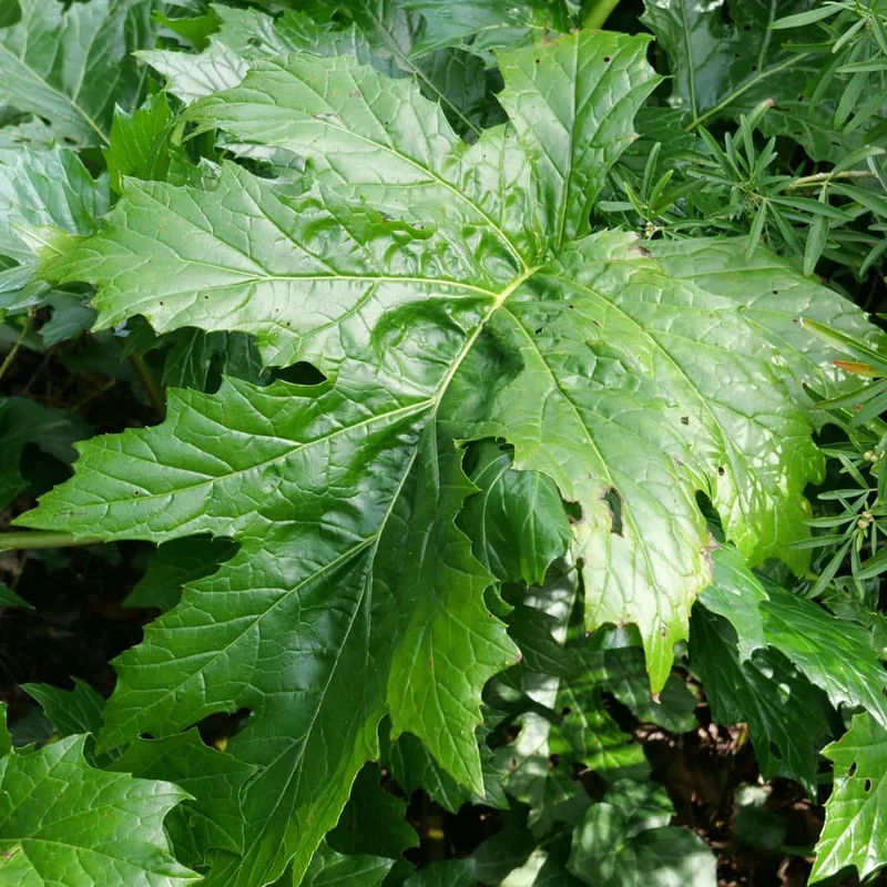 Acanthe à feuilles molles — Plant