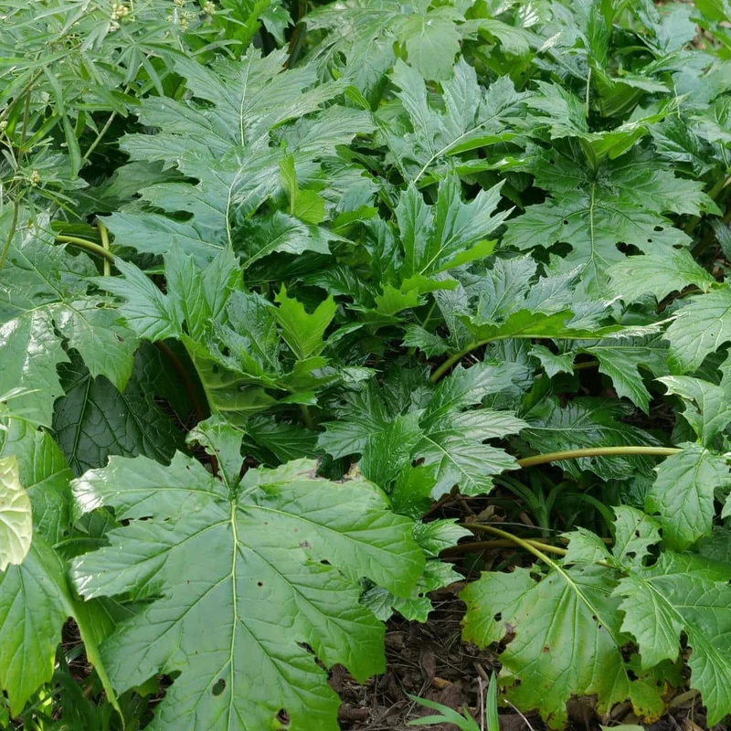 Acanthe à feuilles molles — Plant