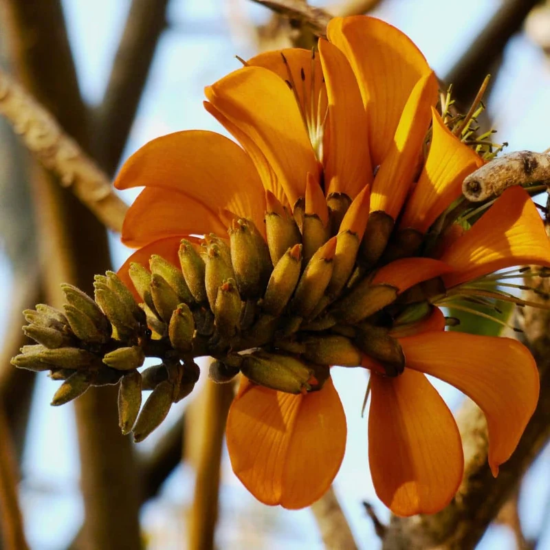 Arbre corail — Erythrina caffra — Plant