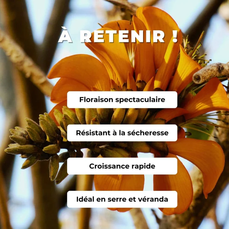 Arbre corail — Erythrina caffra — Plant