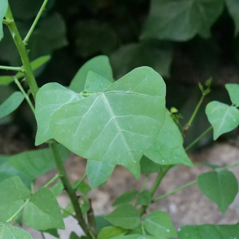Arbre corail — Erythrina caffra — Plant