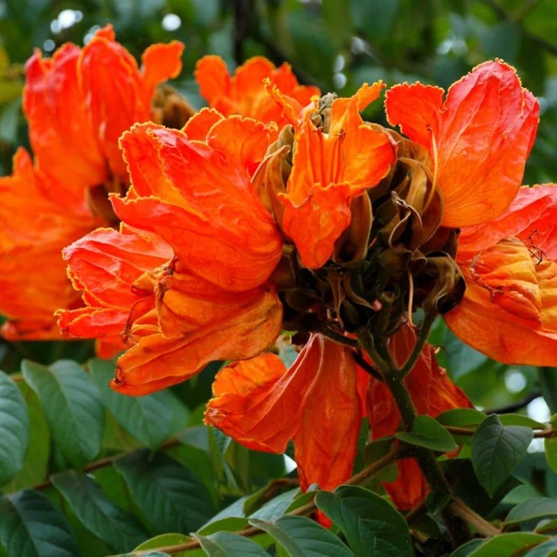 Tulipier du Gabon — Graines