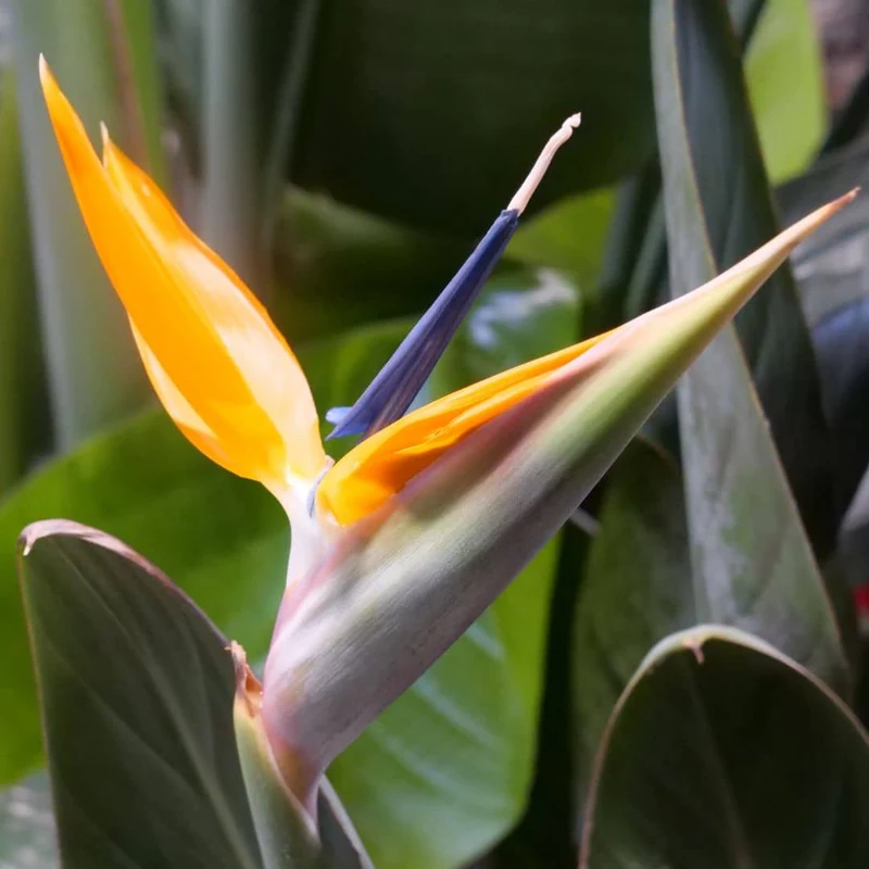 Oiseau de paradis — Graines ou plant