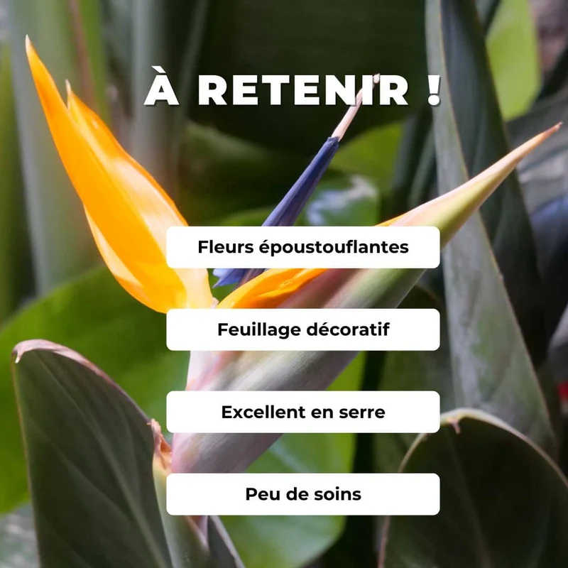 Oiseau de paradis — Graines ou plant