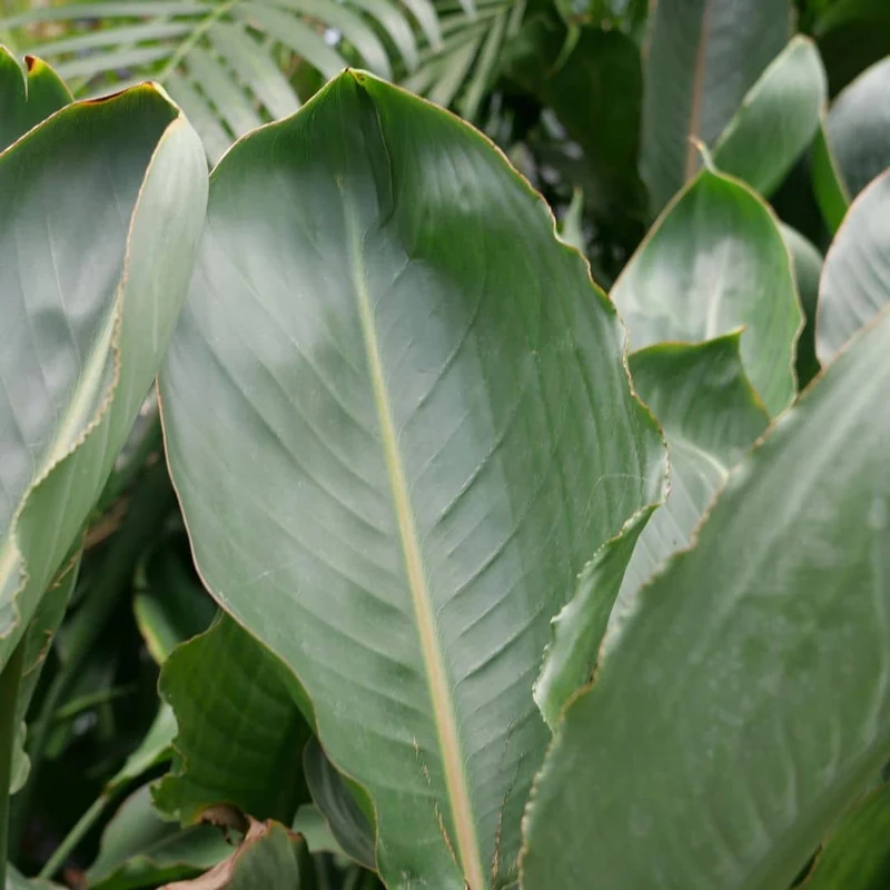 Oiseau de paradis — Graines ou plant