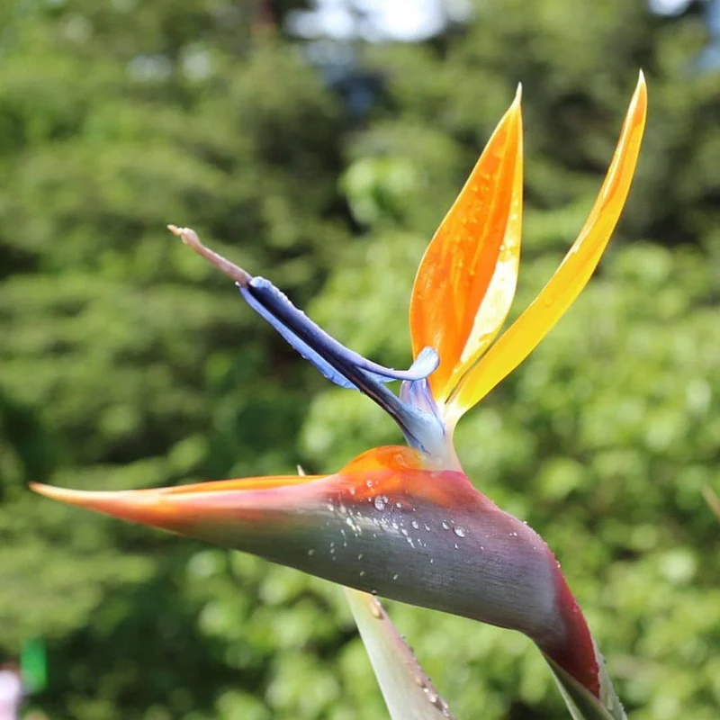 Oiseau de paradis — Graines ou plant