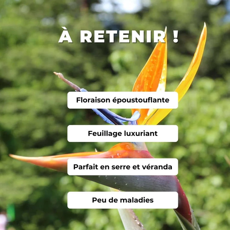 Oiseau de paradis — Graines ou plant