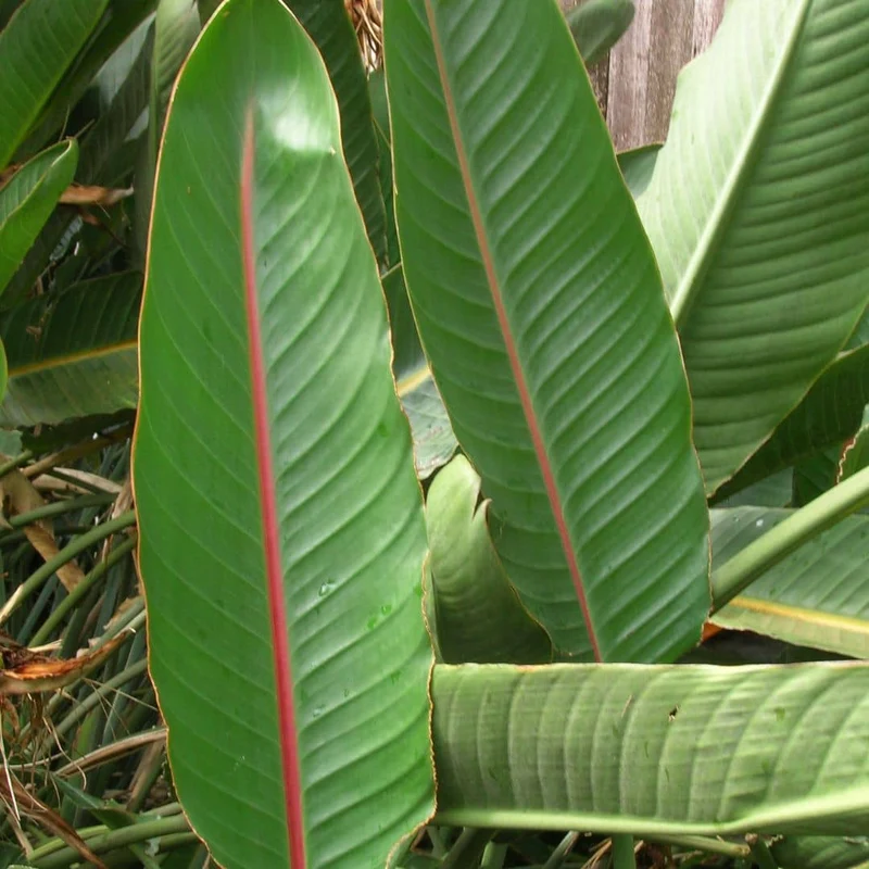 Oiseau de paradis — Graines ou plant