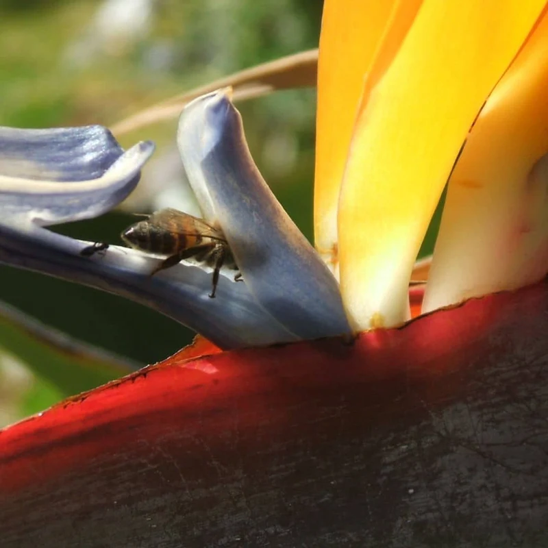 Oiseau de paradis — Graines ou plant