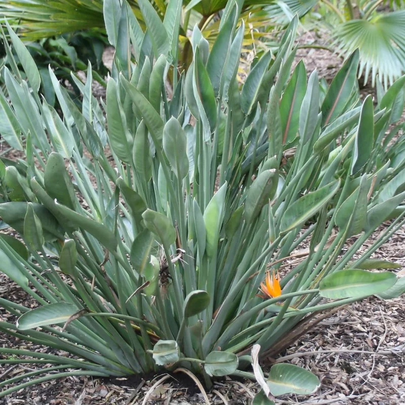 Oiseau de paradis — Graines ou plant