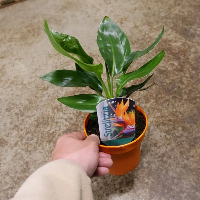 Oiseau de paradis — Graines ou plant