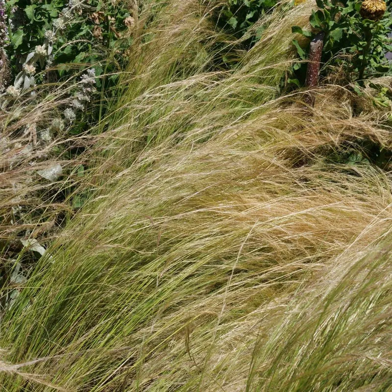 Cheveux d’ange — Graines