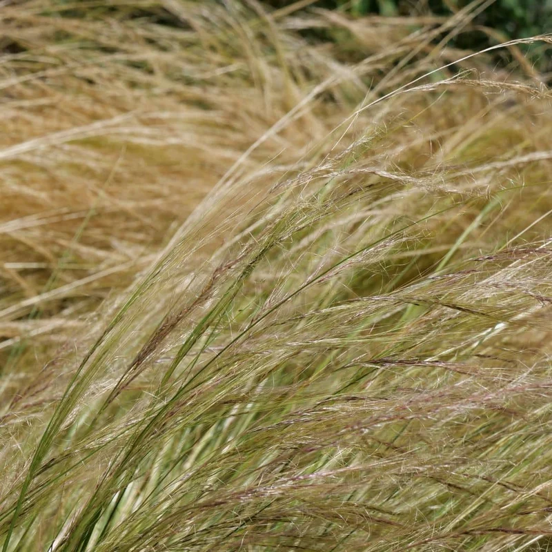 Cheveux d’ange — Graines