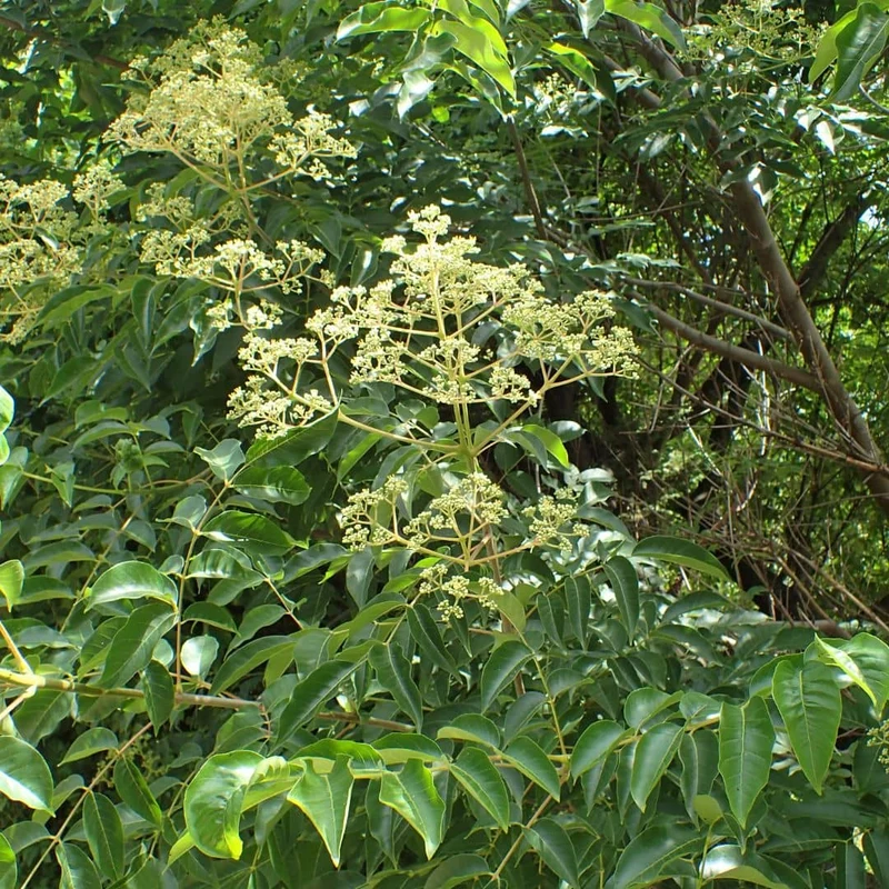 Arbre à miel — Graines ou plant