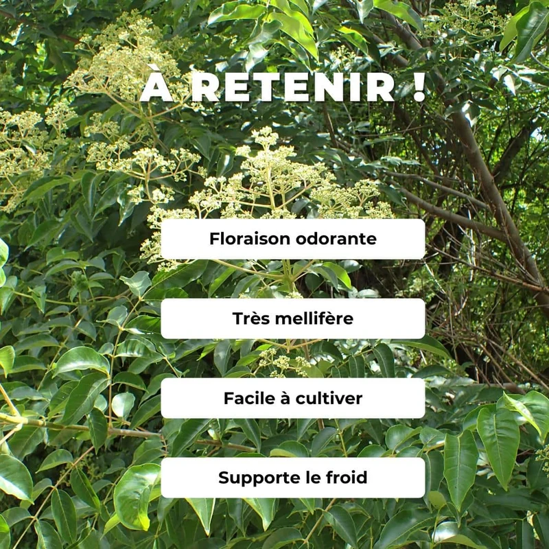 Arbre à miel — Graines ou plant