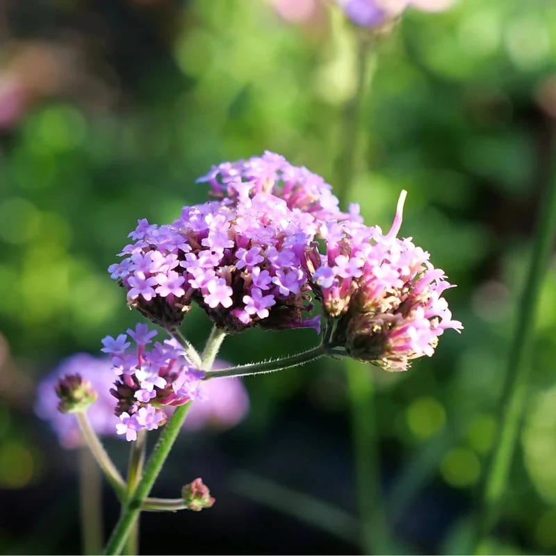 Verveine de Buenos Aires — Graines ou plant