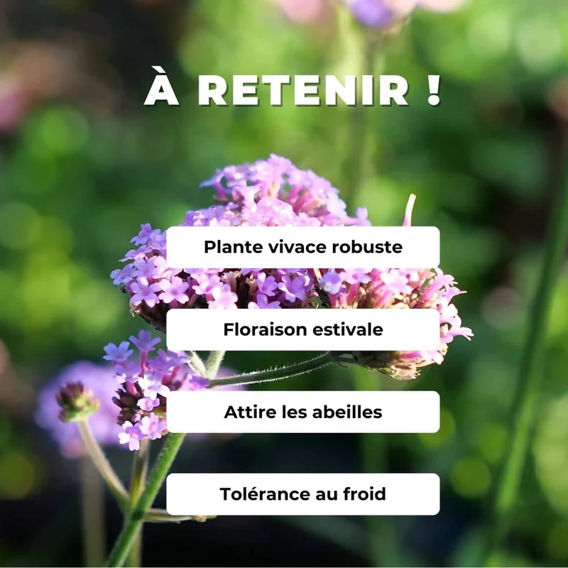 Verveine de Buenos Aires — Graines ou plant