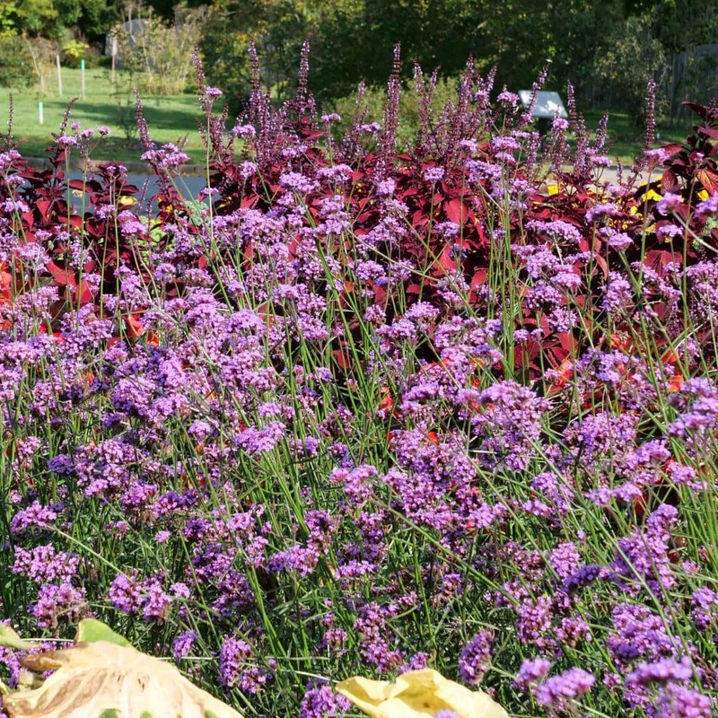 Verveine de Buenos Aires — Graines ou plant