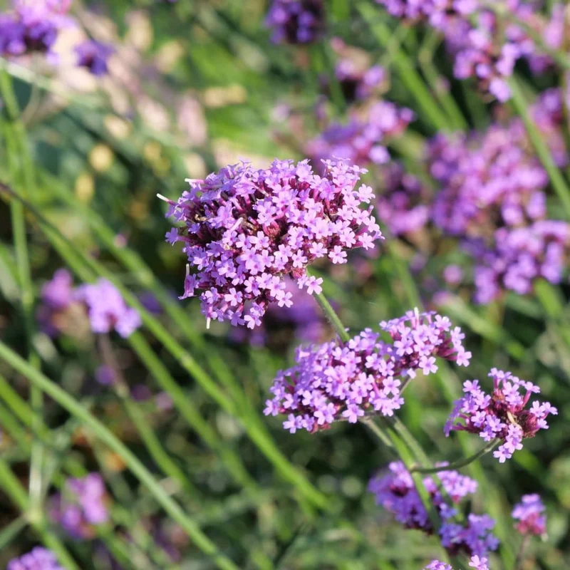 Verveine de Buenos Aires — Graines ou plant