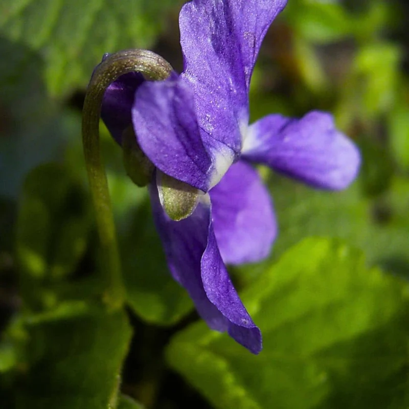 Violette odorante — Graines