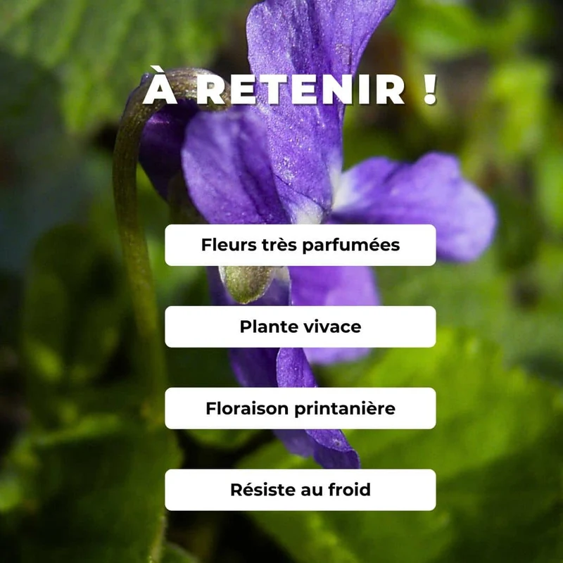Violette odorante — Graines