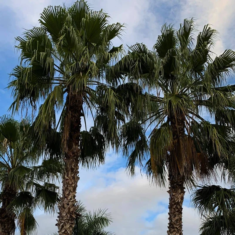 Palmier jupon du Mexique — Graines ou plant