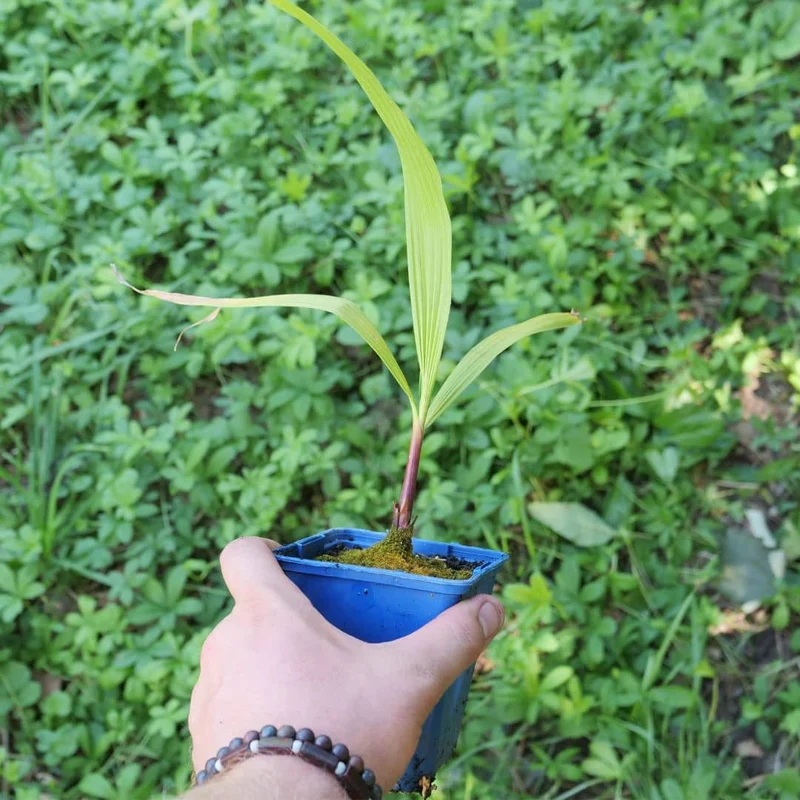 Palmier jupon du Mexique — Graines ou plant