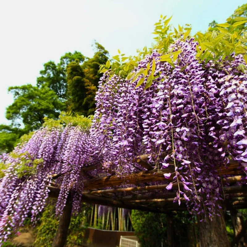Glycine du Japon — Graines