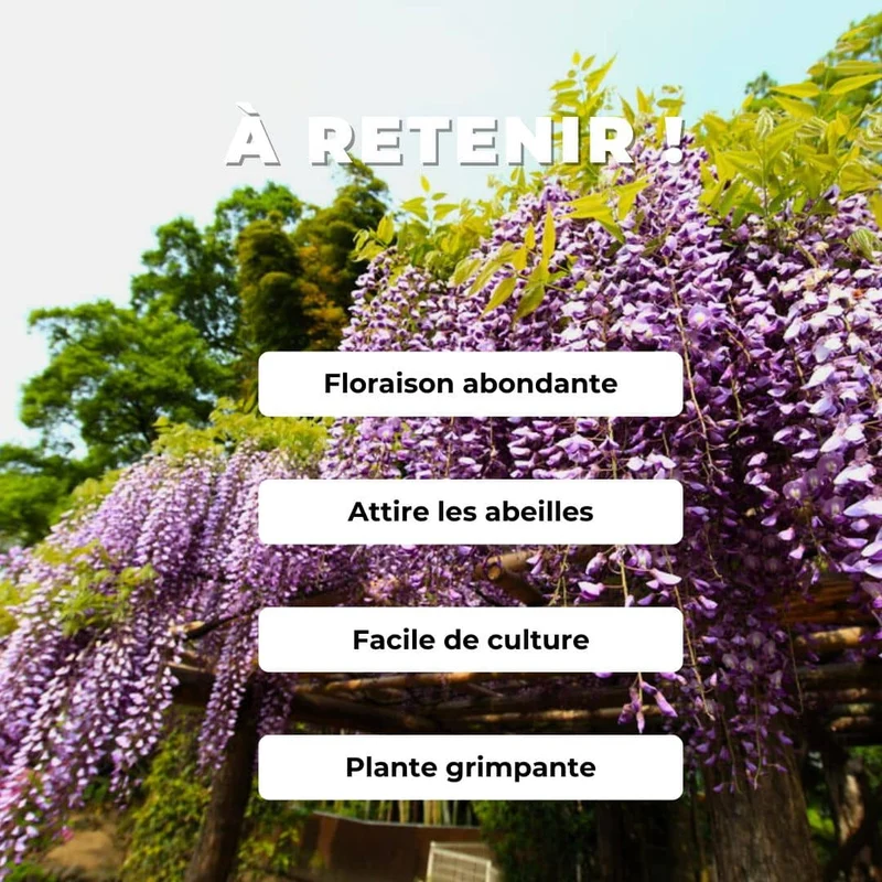 Glycine du Japon — Graines