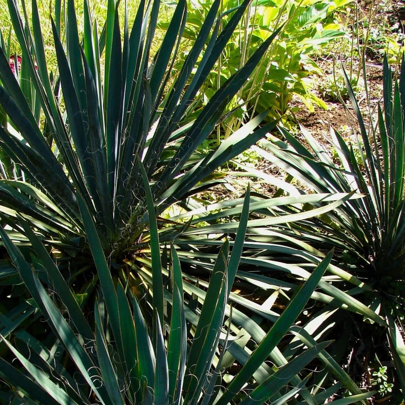 Yucca filamenteux — Graines