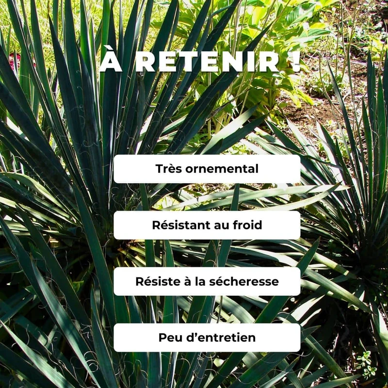 Yucca filamenteux — Graines