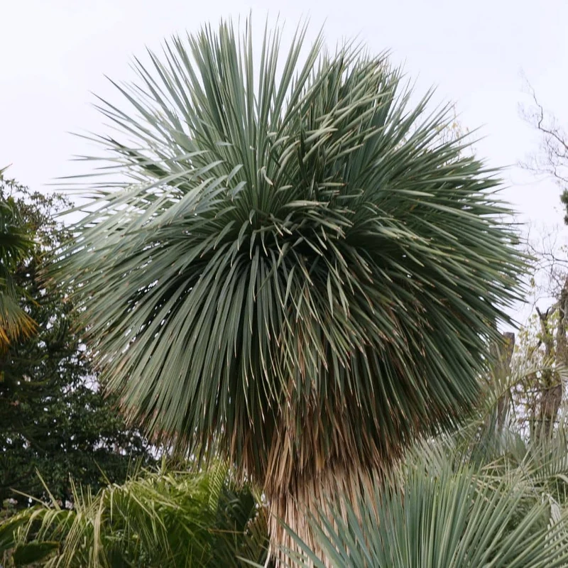 Yucca rostrata — Graines
