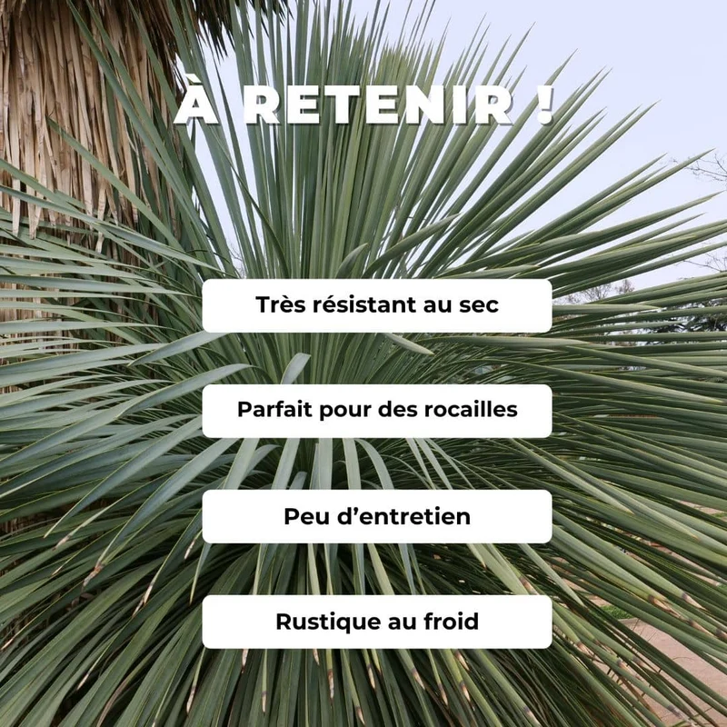 Yucca rostrata — Graines