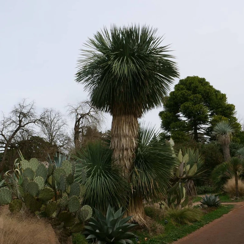 Yucca rostrata — Graines