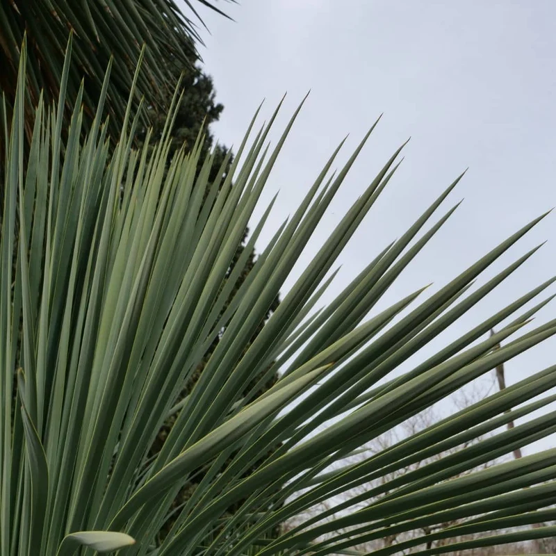 Yucca rostrata — Graines